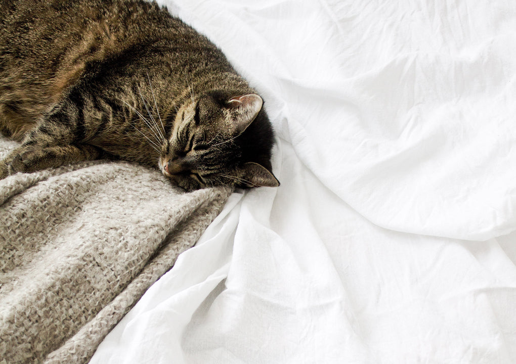 8 Common Dreams and What They Mean