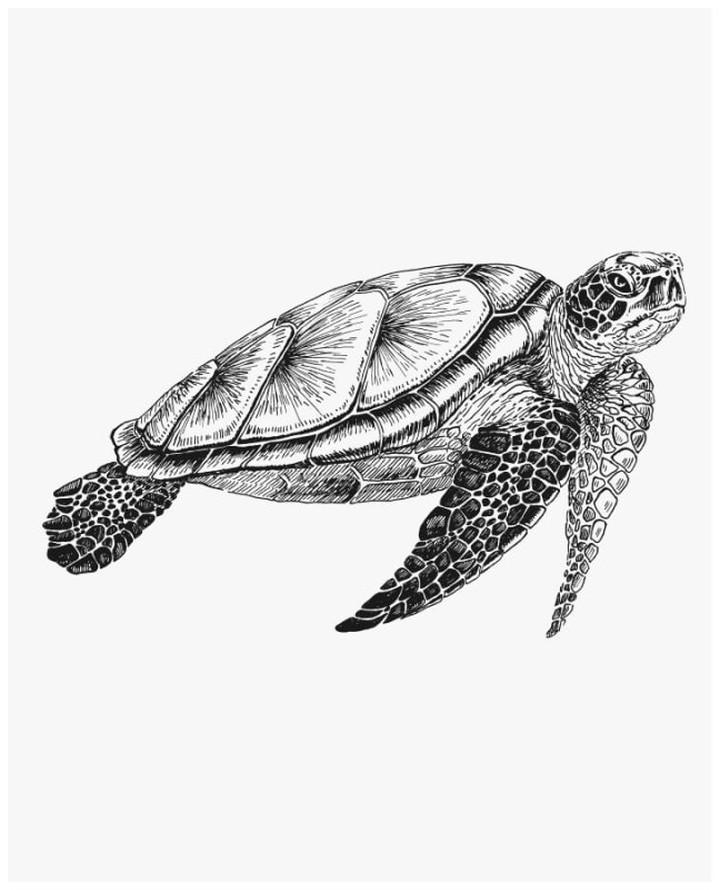 /fast-image/h_800/a-n-a/files/Balance-_Sea_Turtle.jpg?v=1710953818