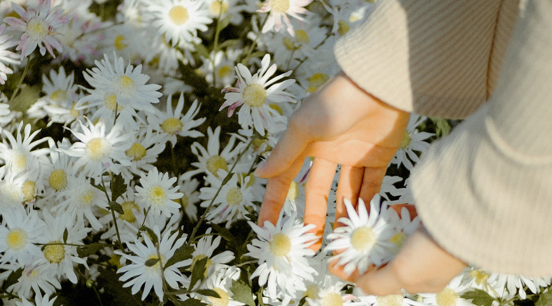 Let's Bloom: The Meaning & Symbolism of the Daisy