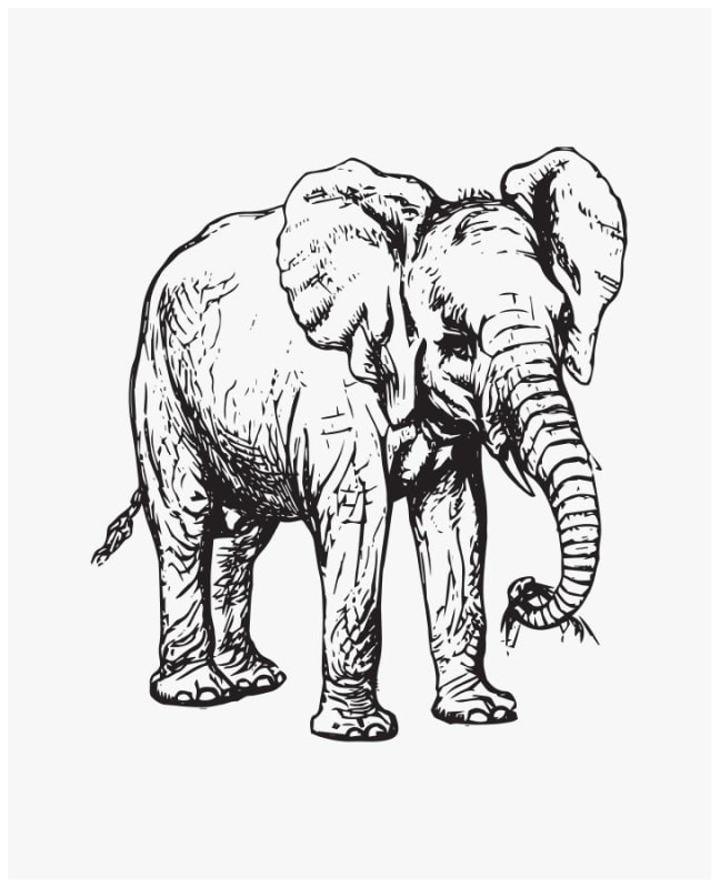 /fast-image/h_800/a-n-a/files/Protection-_Elephant.jpg?v=1710953818